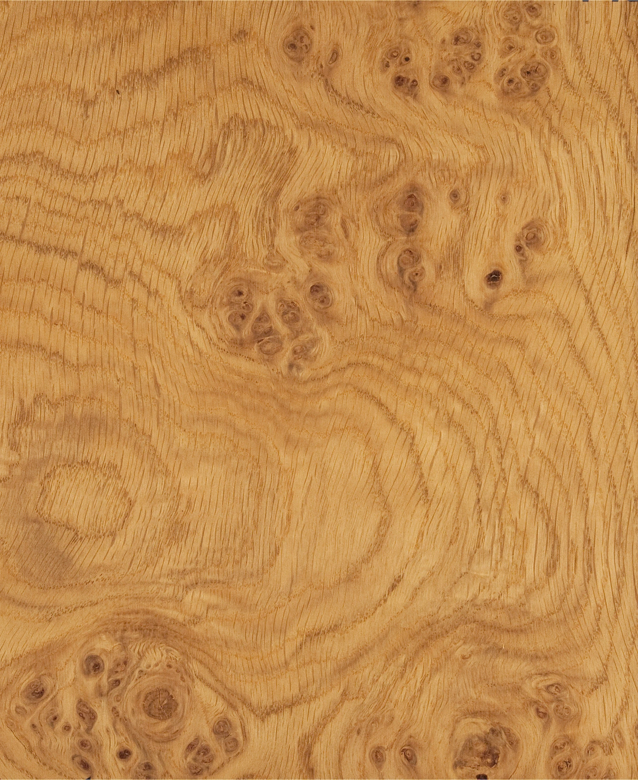 picture alternative text