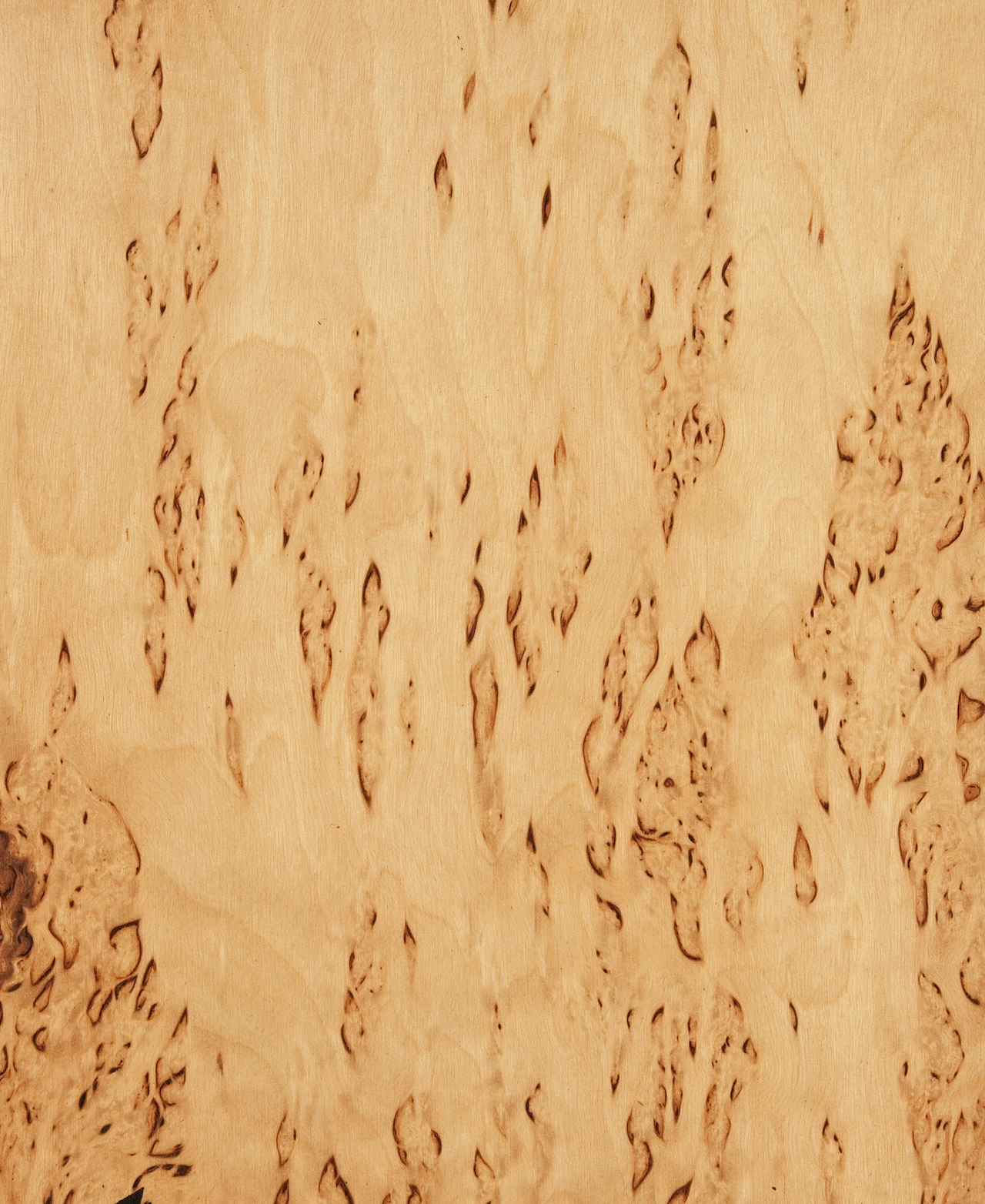 picture alternative text